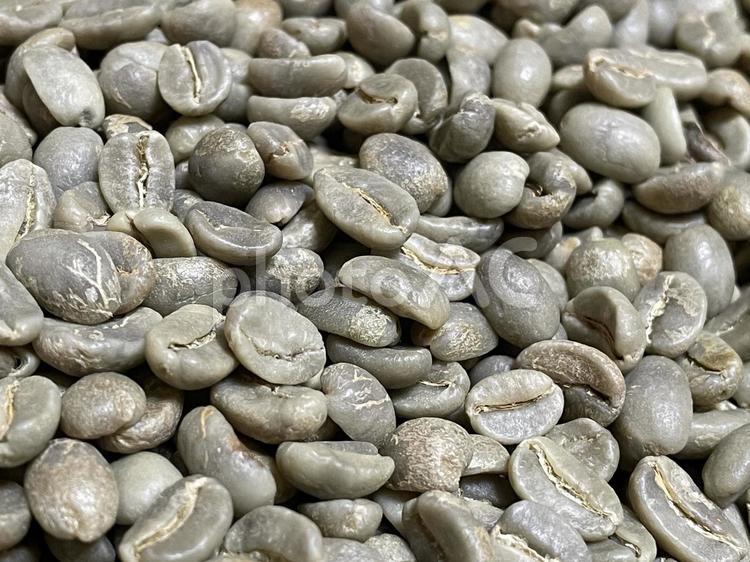 生豆 コーヒー,珈琲豆,珈琲の写真素材