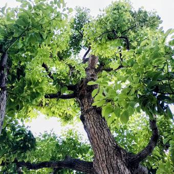 大きな樹木 大きな樹木 樹木,緑,幹の写真素材