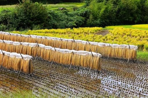 実りの秋 日本の原風景 里山 実りの秋 日本の原風景 里山 秋,収穫,稲穂の写真素材