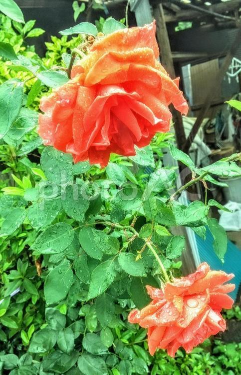 水滴のついたオレンジのバラの花 バラ,薔薇,春の写真素材
