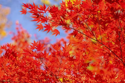秋の紅葉 秋の紅葉 紅葉,秋,背景の写真素材