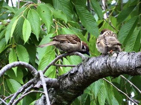 枝の上にとまるスズメの親子 枝の上にとまるスズメの親子 鳥,野鳥,スズメの写真素材