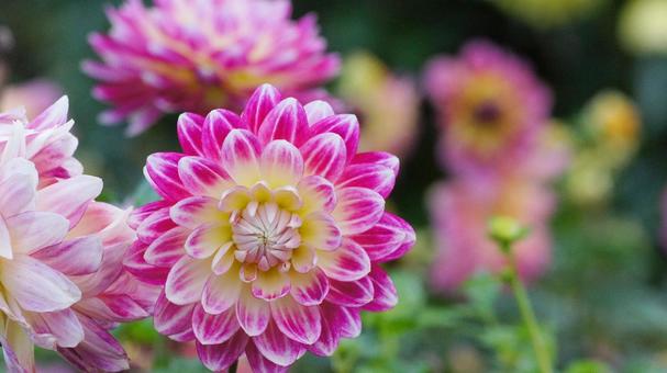 秋のダリア園-876 ダリア,ピンク,ショッキングピンクの写真素材