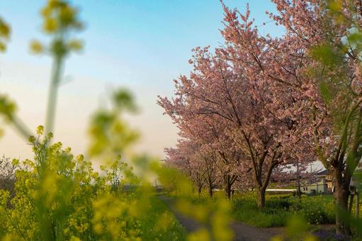 Rape blossoms Sakura, JPG