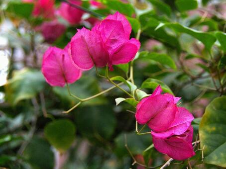 イカダカズラ イカダカズラ,筏葛,ブーゲンビリアの写真素材