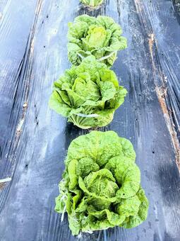 畑で育つ白菜 白菜,家庭菜園,自給自足の写真素材