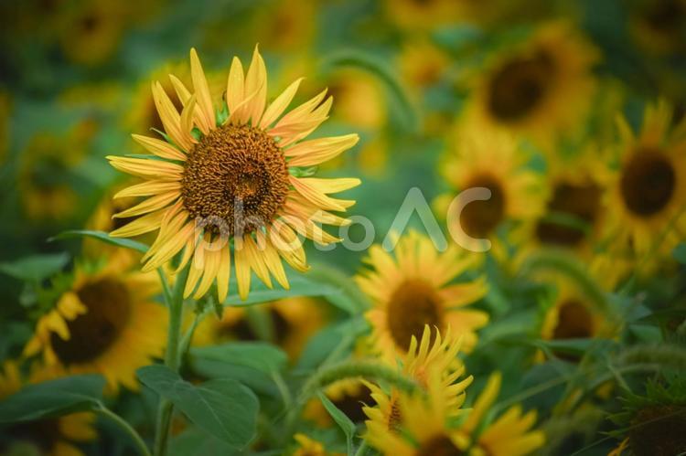＜五島風景＞夏の満開のヒマワリ畑の景色 ひまわり,夏,花の写真素材