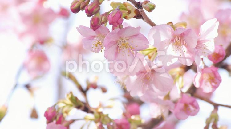 早咲き桜-540 桜,さくら,河津桜の写真素材