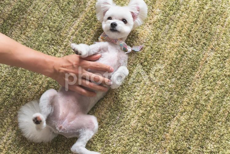 犬と戯れる 犬,わんちゃん,ドッグの写真素材