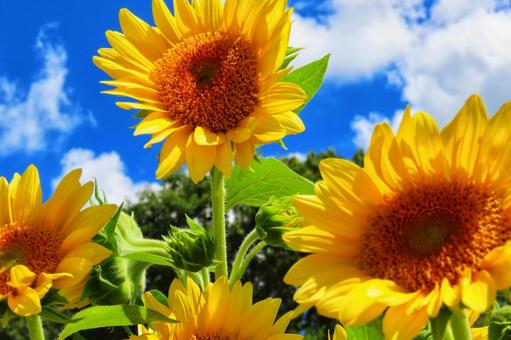夏イメージひまわりの花 夏イメージひまわりの花の写真