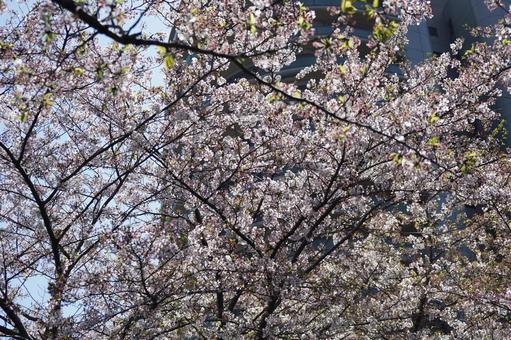 桜とビル 桜とビルの写真