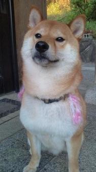 成犬時代 成犬時代の写真