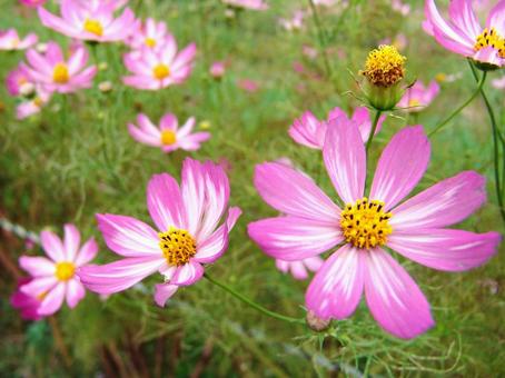 ピンクの花 ピンクの花の写真