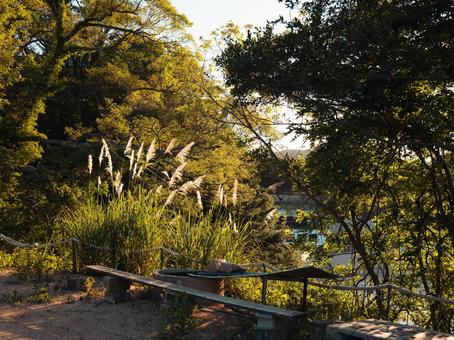 サトウキビの穂 サトウキビの穂 サトウキビの穂,風景,癒しの写真素材