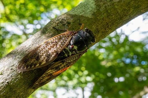 木陰の枝にとまるアブラゼミ 木陰の枝にとまるアブラゼミ アブラゼミ,蝉,セミの写真素材