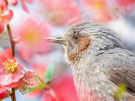 ボケの花とヒヨドリ ボケの花とヒヨドリの写真