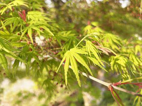 Close-up of a green maple leaf bathed in sunlight, JPG