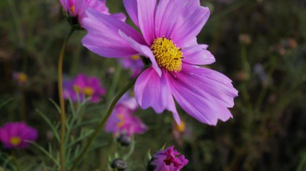 夕日を向くコスモス コスモス,秋桜,秋の写真素材