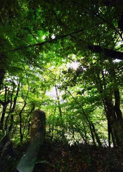 Komorebi in the forest, green, green, landscape, JPG