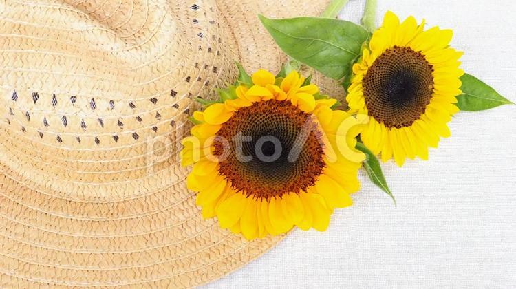 ヒマワリと麦わら帽子  横長 ひまわり,麦わら帽子,夏の写真素材