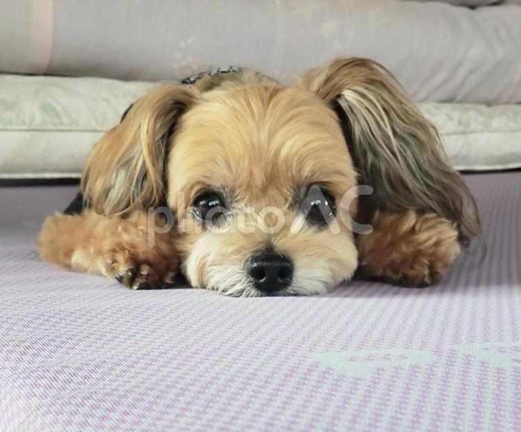 癒し　犬 癒し,カワイイ,ペットの写真素材