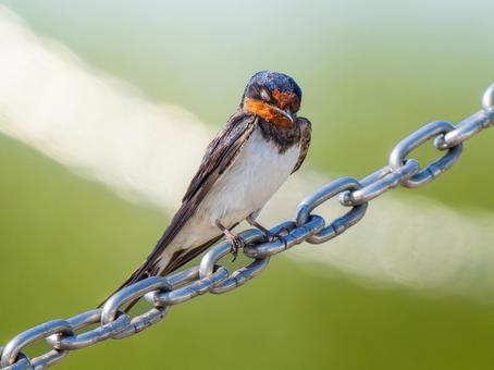 チェーンにとまるツバメ ツバメ,燕,野鳥の写真素材