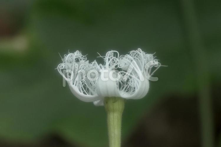 レースのような白い花　ヘビウリ２ ヘビウリ,白,花の写真素材