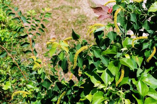 ナンキンハゼの木 ナンキンハゼの木の写真