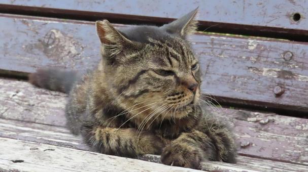 ベンチの上で夕涼みしているもふもふな猫 ベンチの上で夕涼みしているもふもふな猫の写真