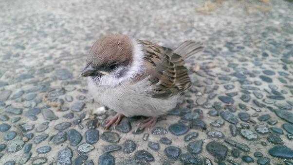 すずめ すずめ すずめ,雀,鳥の写真素材