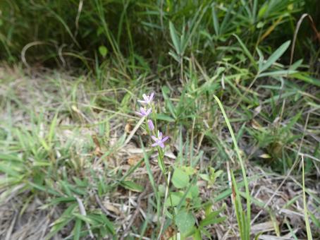 道端の小さな花 道端の小さな花の写真
