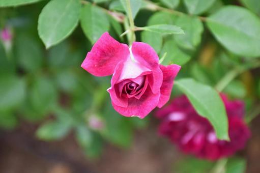 ピンク薔薇の写真