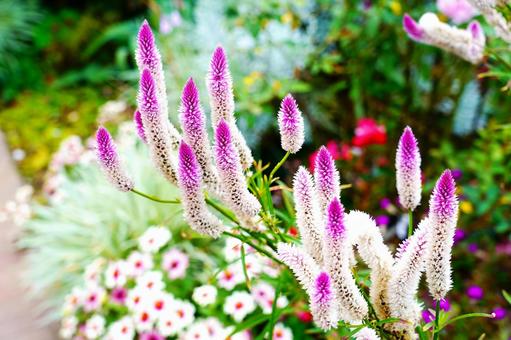 Pink spike flower, ears, flower, pink, JPG