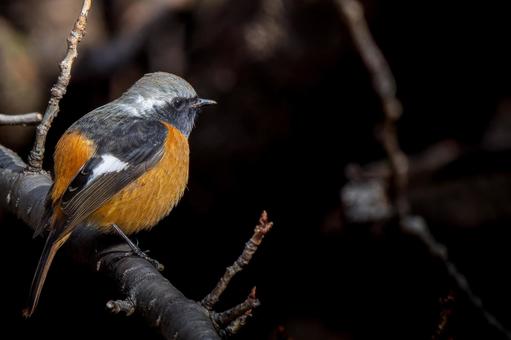 照片, 黄尾鸲, 乔比奥, 雄性daurian redstart, 