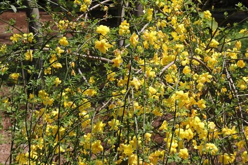 Photo, unnen sokay, flowers and trees, blooming landscape, 