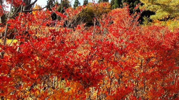 紅葉 紅葉,秋,風景の写真素材