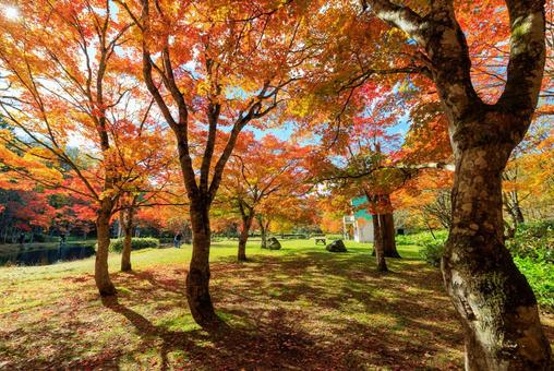 北海道の紅葉の写真