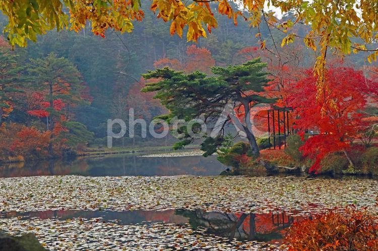 旅行や秋のイメージ 旅,旅行,観光の写真素材