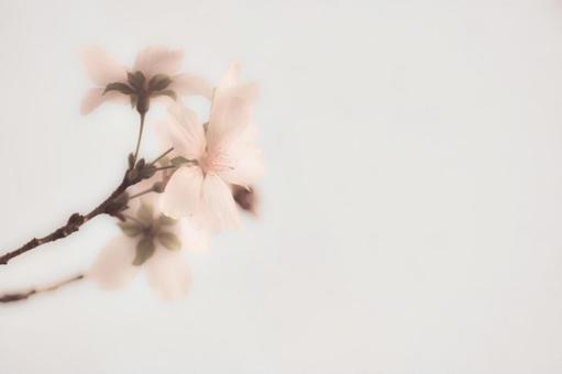 Photo, flower, seasons cherry tree, pink, 