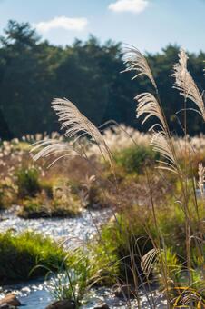 秋の河原のすすきの穂 すすき,河原,川の写真素材