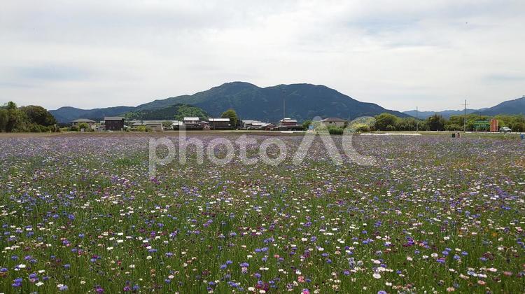 伊勢市花開道の満開の矢車草畑 矢車草,紫,春の写真素材