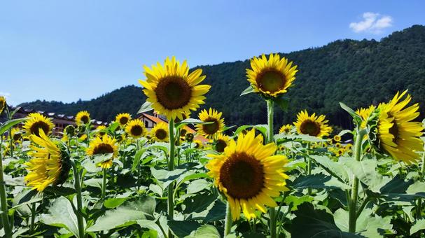 夏を抱きしめる花畑 夏を抱きしめる花畑 ひまわり,洲原ひまわりの里,黄金色の花畑の写真素材