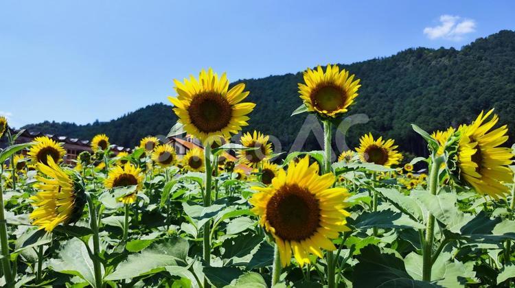 夏を抱きしめる花畑 ひまわり,洲原ひまわりの里,黄金色の花畑の写真素材