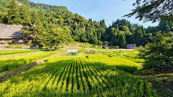 田んぼ 夏,夏の朝,朝の写真素材
