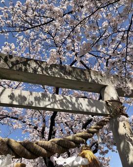 桜 神社,桜,花の写真素材