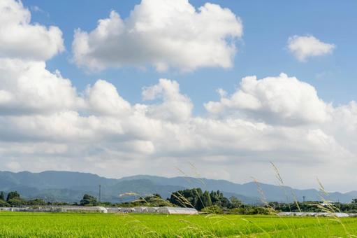Photo, blue sky, paddy field, sky, 