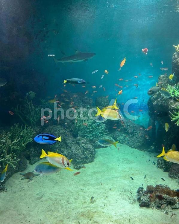 熱帯魚のアクアリウム2 自然,熱帯魚,魚の写真素材