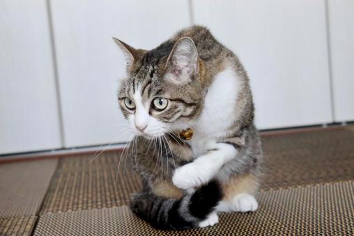 猫 猫 猫,ねこ,ネコの写真素材