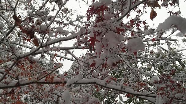雪景色 雪景色 雪,雪景色,白の写真素材