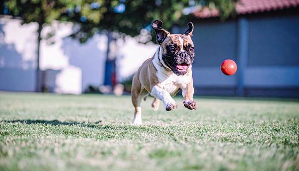 フレンチブルドックの子犬 フレンチブルドックの子犬の写真